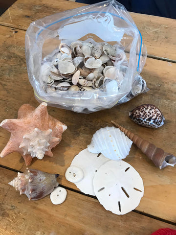 Assorted Shells